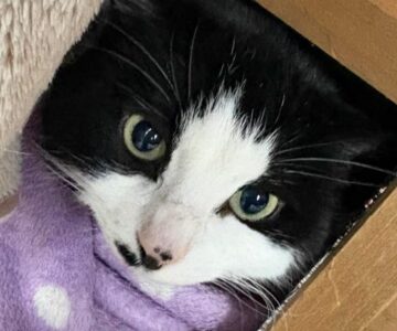 Pepette_chat_association-lisa