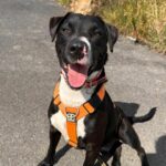 Pepito_croisé-labrador_Association-LISA