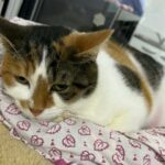 Pompette_chat_association-lisa