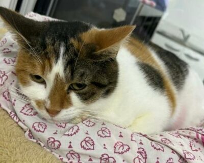 Pompette_chat_association-lisa