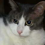 Pompon_chat_association-lisa (1)