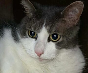 Pompon_chat_association-lisa (1)