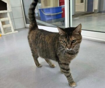 Reine_chat_association-lisa