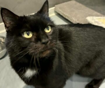 Tiboulet_chat_association-lisa (1)