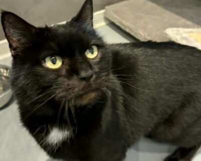 Tiboulet_chat_association-lisa (1)