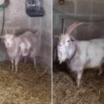 Titiloulou_boucs_Association-LISA