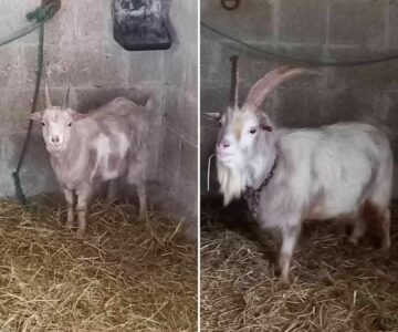 Titiloulou_boucs_Association-LISA