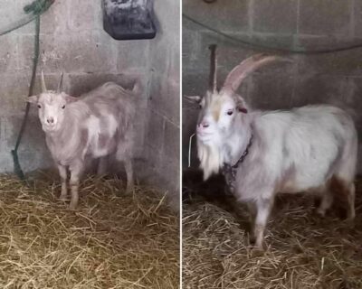 Titiloulou_boucs_Association-LISA