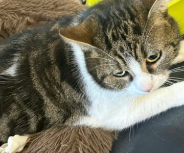 Titi_chat_association-lisa (1)