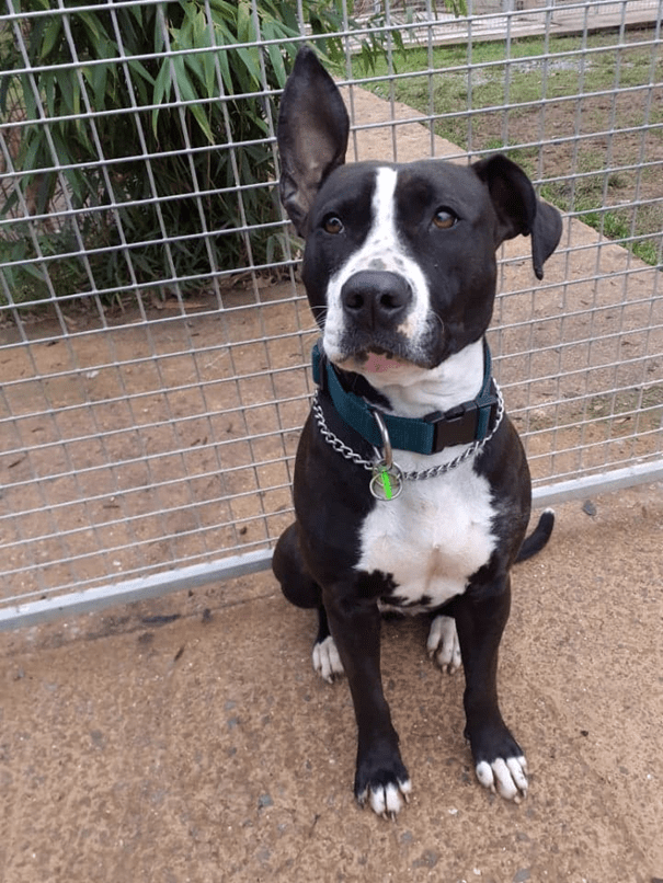 Chienne Toka - Noir & Blanc - Association Lisa