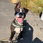 Toka_croisée-dogue_Association-LISA