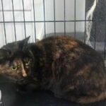 aty_chat_association-lisa