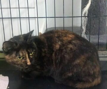 aty_chat_association-lisa