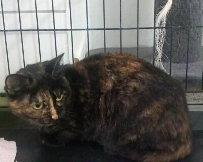 aty_chat_association-lisa