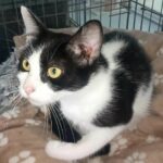 azzaro_chat_association-lisa