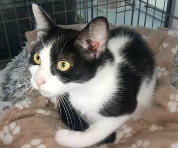 azzaro_chat_association-lisa