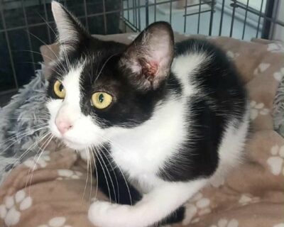 azzaro_chat_association-lisa