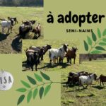 Boucs - semi-nains -Association LISA