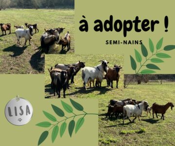 Boucs - semi-nains -Association LISA