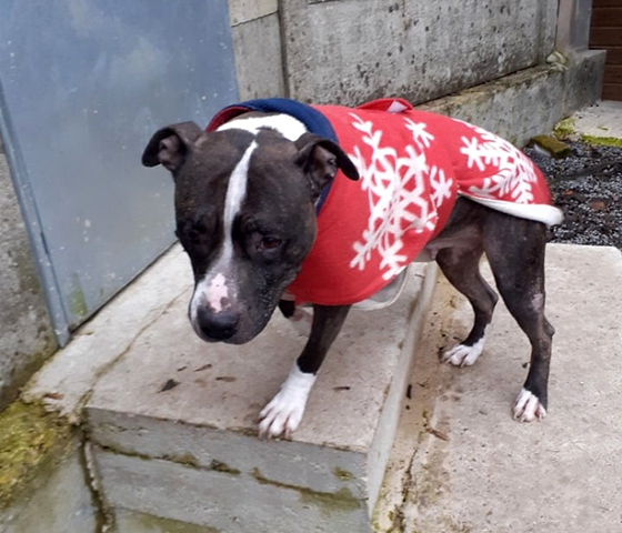 Charlotte - Staff - Association LISA