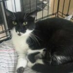 claire_chat_association-lisa