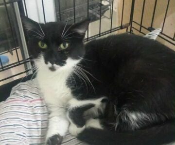 claire_chat_association-lisa