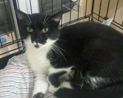 claire_chat_association-lisa