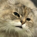 crapule_chat_association-lisa (1)