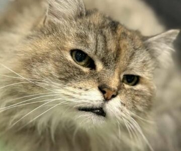 crapule_chat_association-lisa (1)