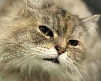 crapule_chat_association-lisa (1)