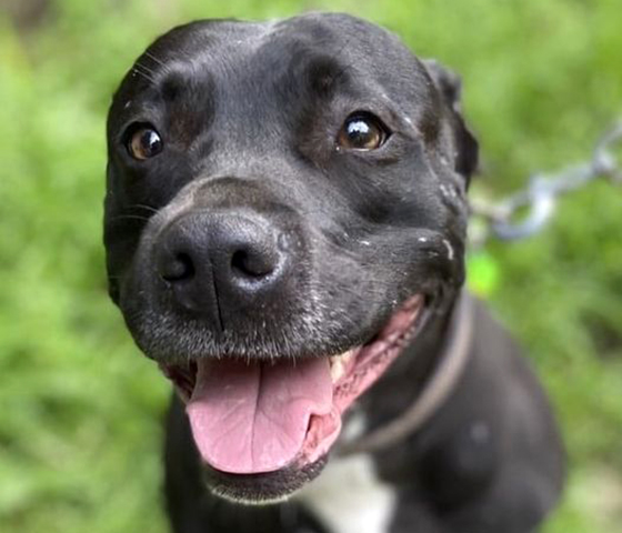 Dixie - chien staff -Association LISA