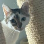 emma_chat_association-lisa (1)