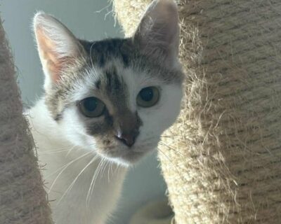 emma_chat_association-lisa (1)