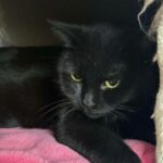 limaris_chat_association-lisa (1)