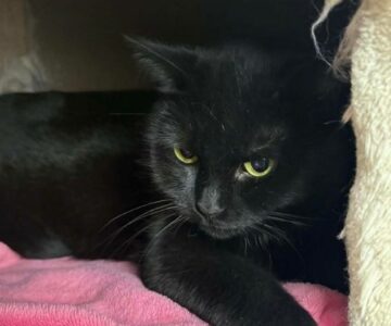 limaris_chat_association-lisa (1)