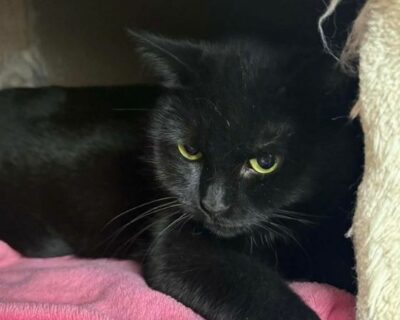 limaris_chat_association-lisa (1)