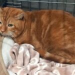 patcaramel_chat_association-lisa