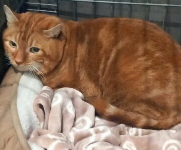 patcaramel_chat_association-lisa