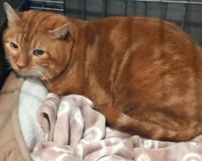 patcaramel_chat_association-lisa