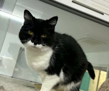 pinkman_chat_association-lisa