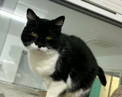 pinkman_chat_association-lisa