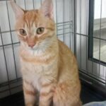 rosette_chat_association-lisa