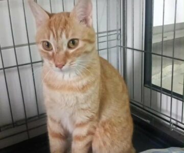 rosette_chat_association-lisa