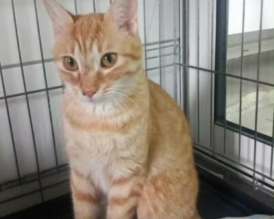 rosette_chat_association-lisa