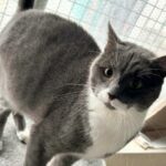 smockey_chat_association-lisa (1)