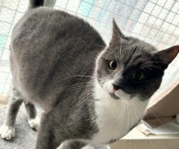 smockey_chat_association-lisa (1)