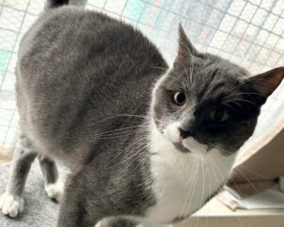 smockey_chat_association-lisa (1)