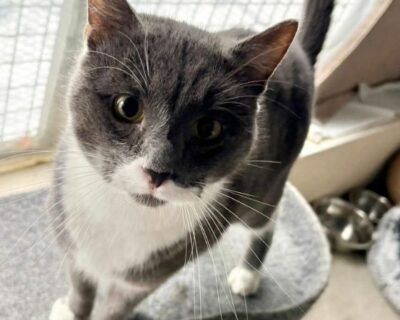 smockey_chat_association-lisa (1)