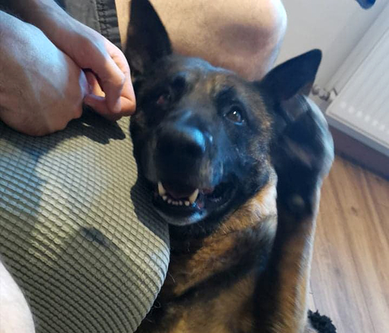 Whisky - Malinois - Association LISA