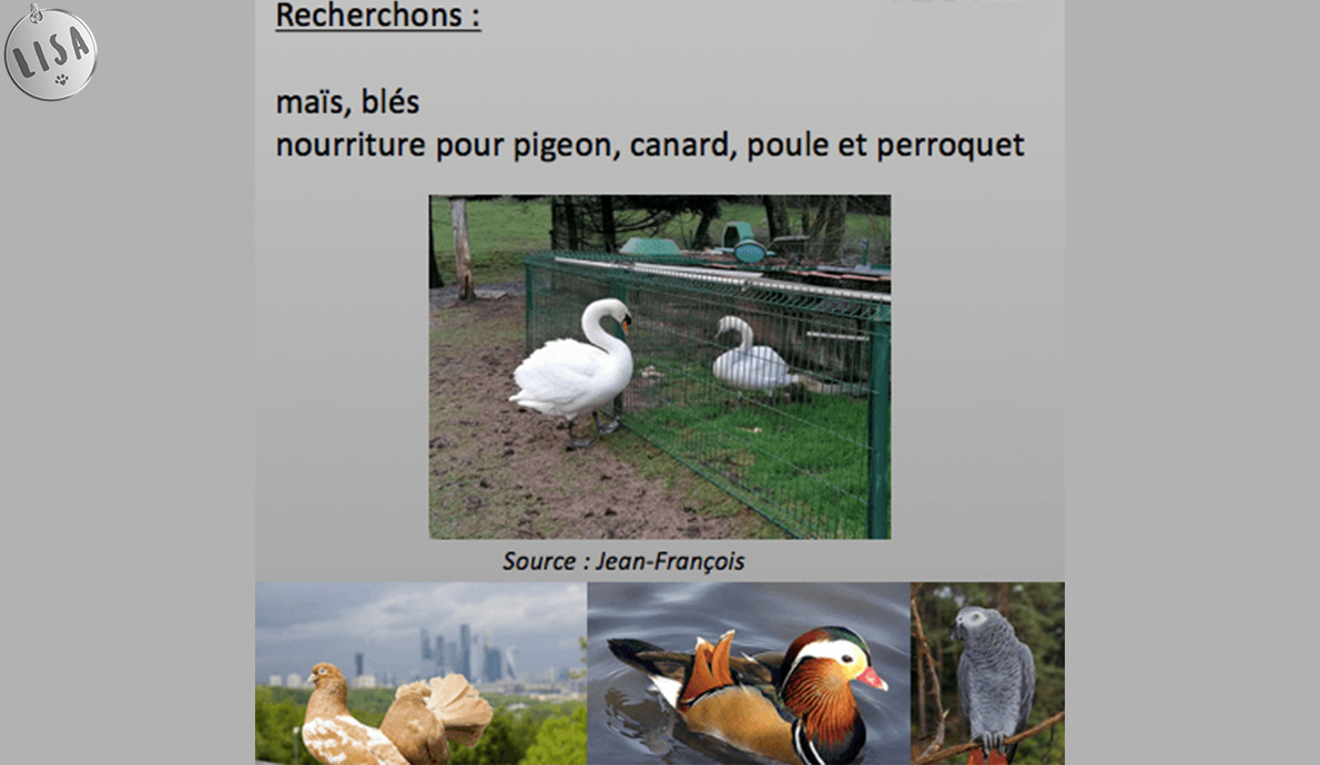 Appel aux dons pour nos oiseaux - Association_LISA